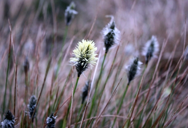 Hare's Tail Cottongrass in flower in February