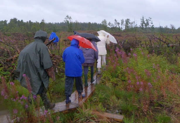 Our hardy bunch of foragers, ndeterred by the rain