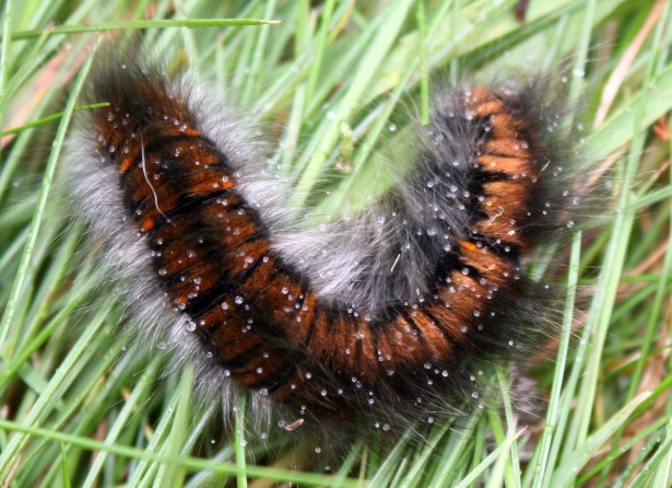 The black & orange colours of the Fox Moth caterpillar