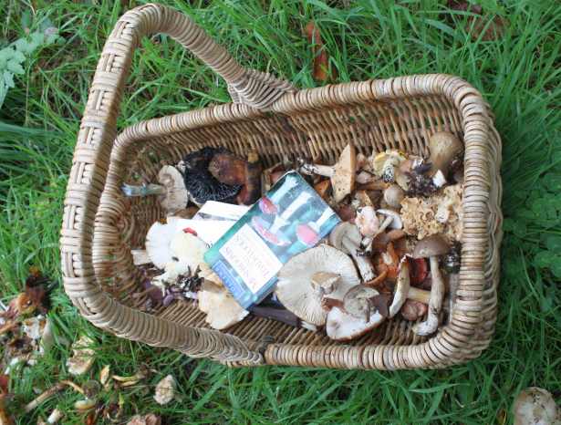 basket mushrooms